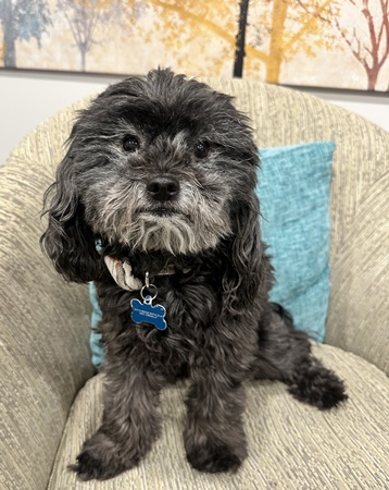 Chewy